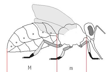 Золотое Сечение в природе