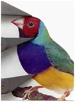 Золотое пропорции в природе