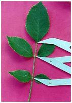 измерение золотых пропорций