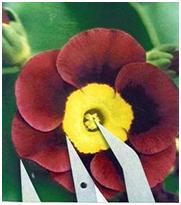 пропорции цветка